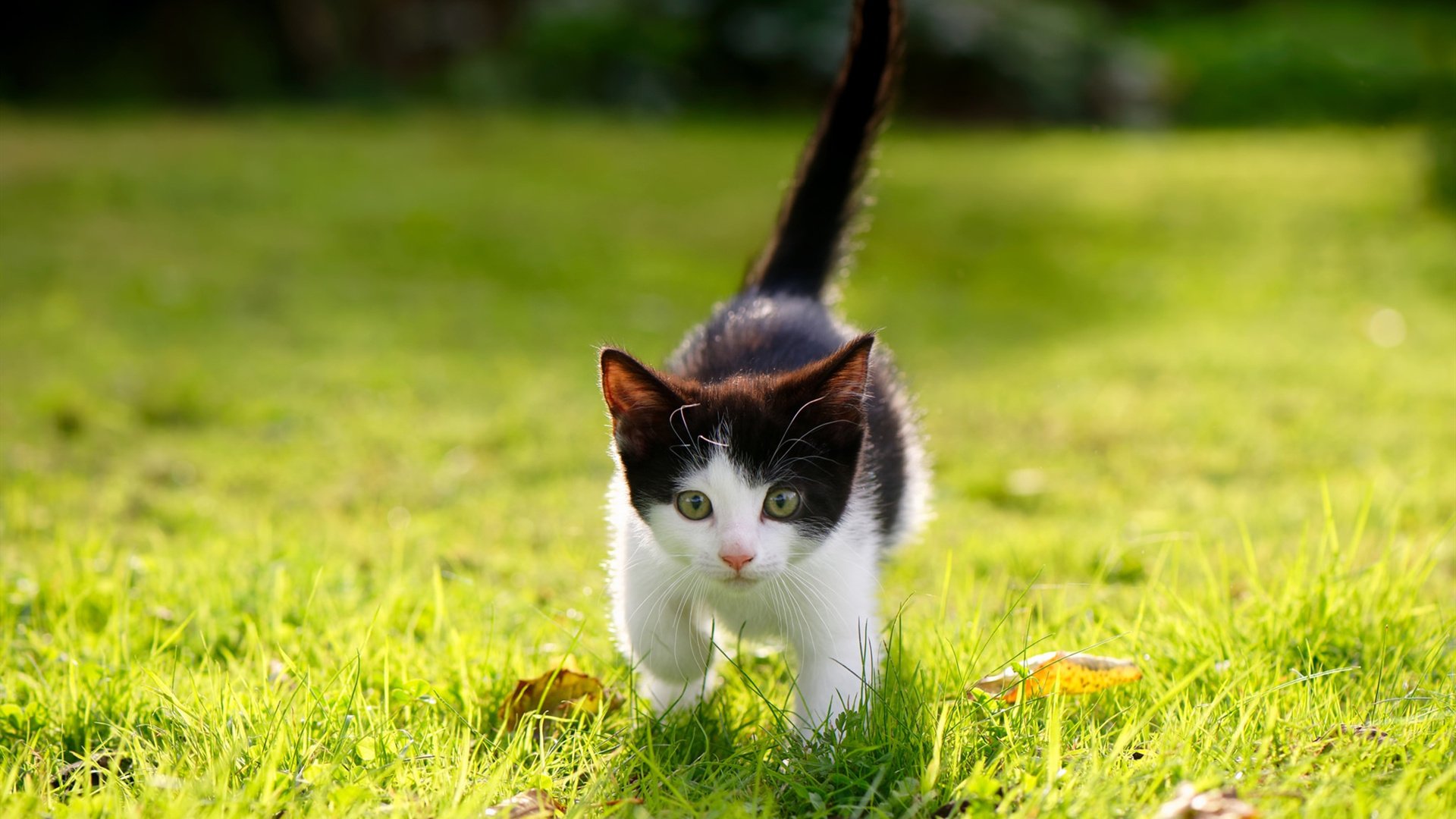 失败者兹维列夫，戴维斯杯的逆袭剧本，法网亚军的完美补偿