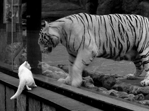 勒克莱尔扛起的不是方向盘，而是全队的天空，阿斯顿马丁如何上演现代赛车最华丽的逆转