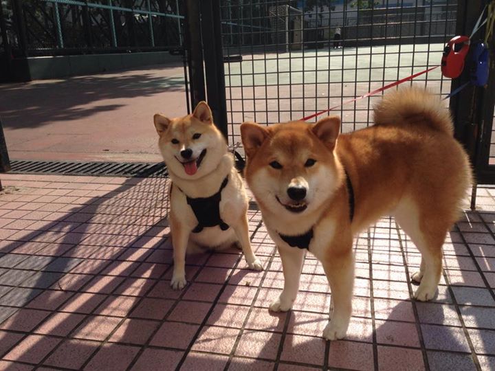 红土之魂，硬地涅槃，纳达尔率队上演年终惊天逆转