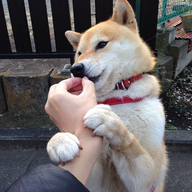 戈贝尔冠军级表现启示录，广厦力克辽宁背后的防守哲学