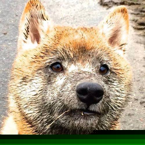 马克西攻防封神！开拓者绞杀卫冕冠军，勇士王朝在这一夜崩塌