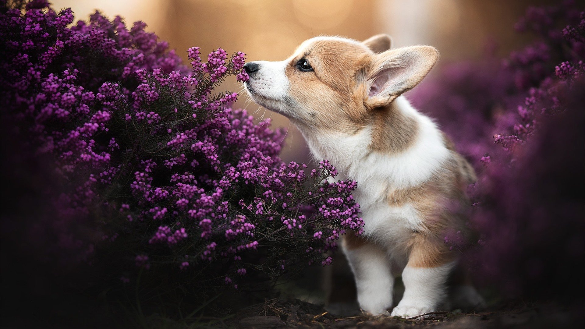 欧冠惊天对决，埃及血拼莱比锡红牛，奥斯梅恩关键先生定乾坤