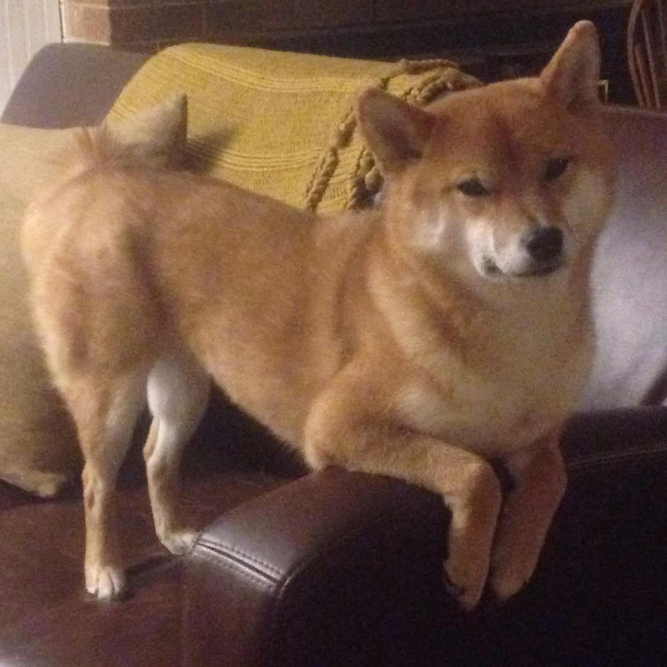 跨越国界与次元，2026电竞世界杯上的山西之力如何击穿掘金王朝