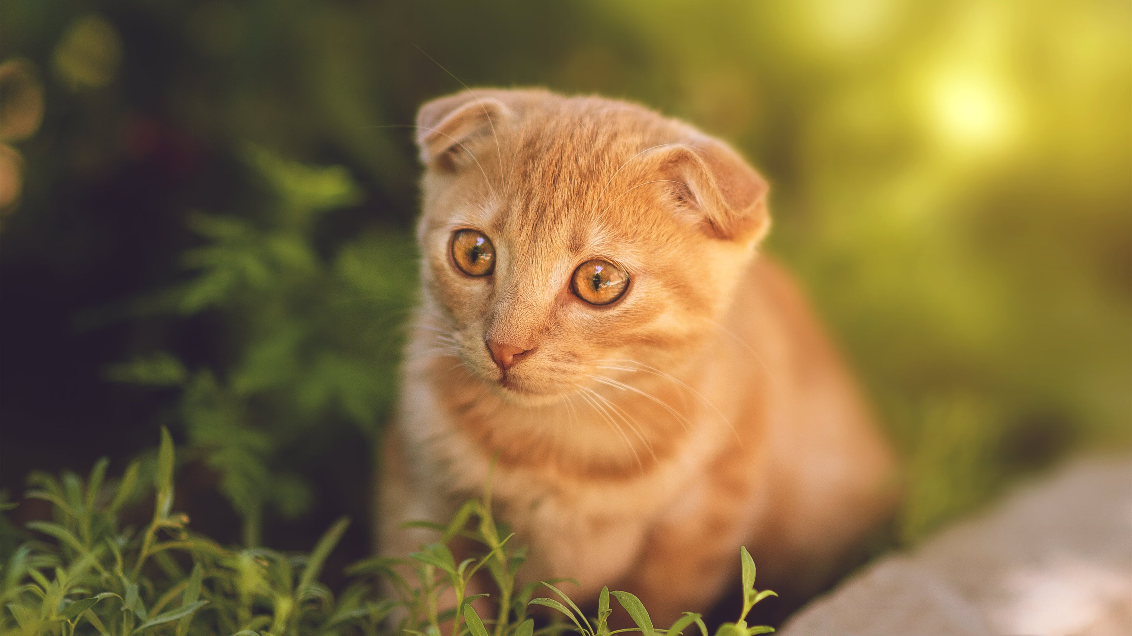 东方焰火，西方回响，杜兰特爆发与76人晋级的隐秘共鸣