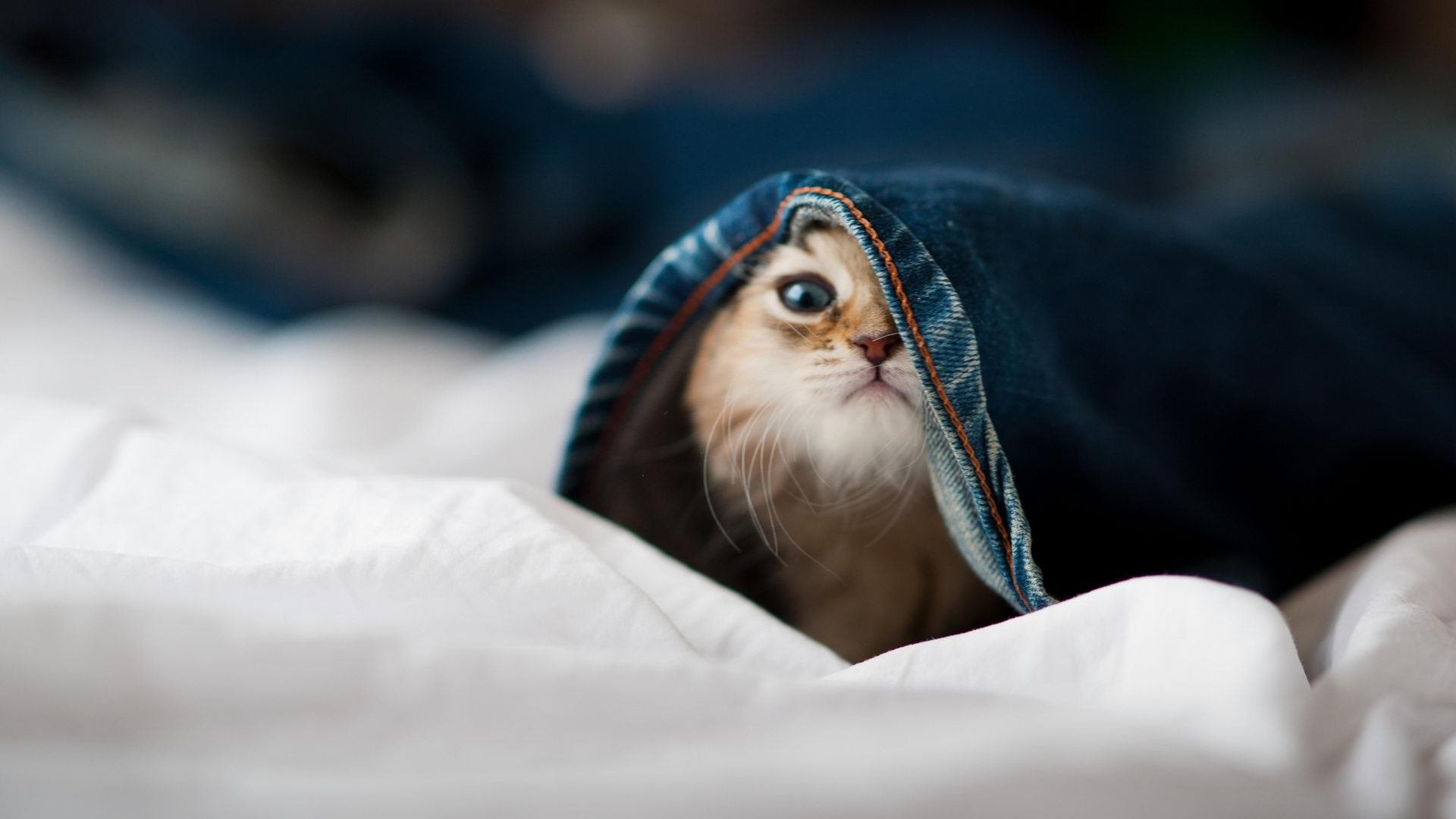 德国战车末节发力,库尔图瓦神扑定江山—拜仁2-1险胜摩洛哥黑马