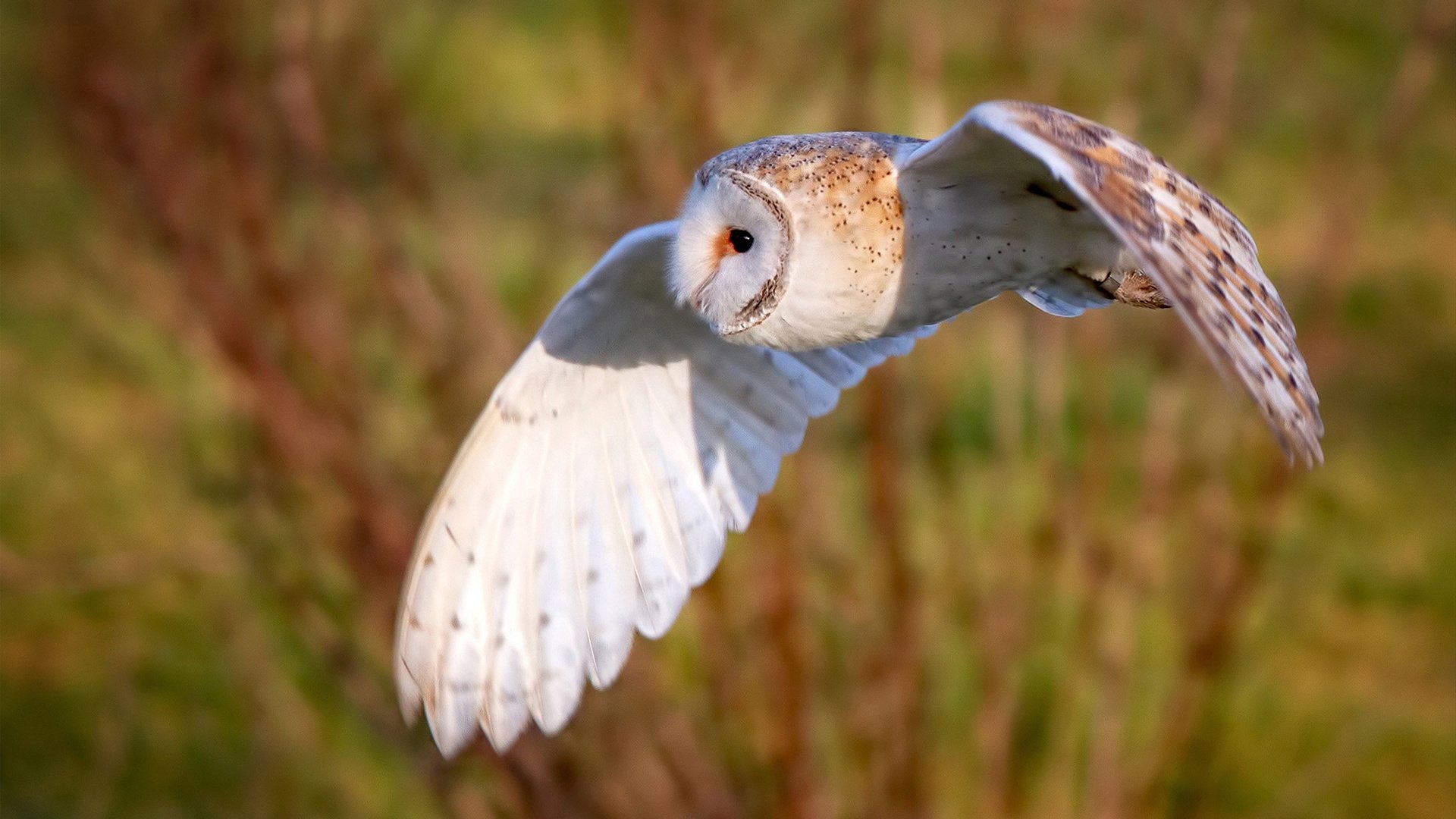 秩序与锋芒,摩纳哥的团队绞杀与拉什福德的孤胆时刻