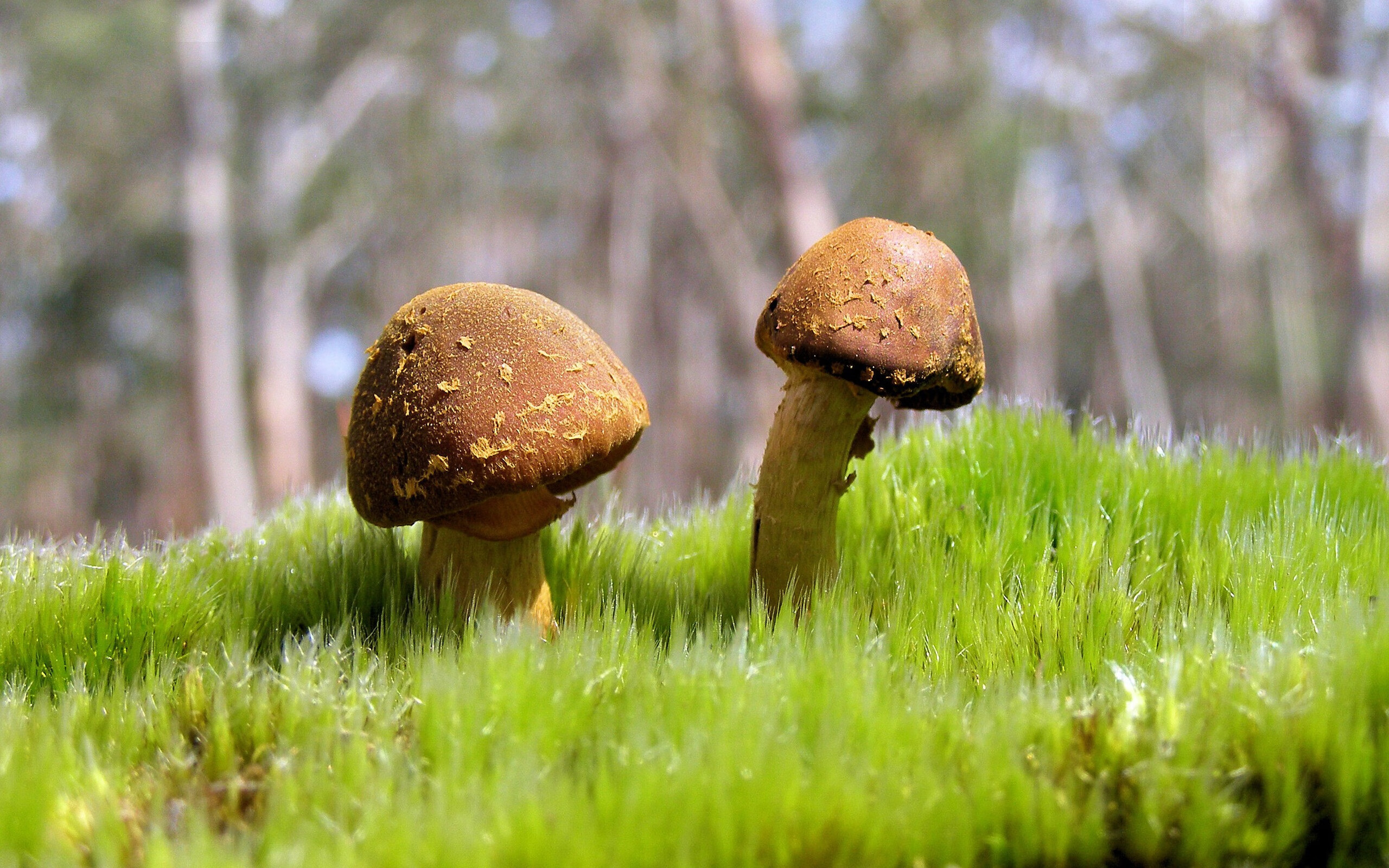 防守艺术的统治与终局之志,当德里赫特用数据定义现代中卫,波兰用加时诠释不屈