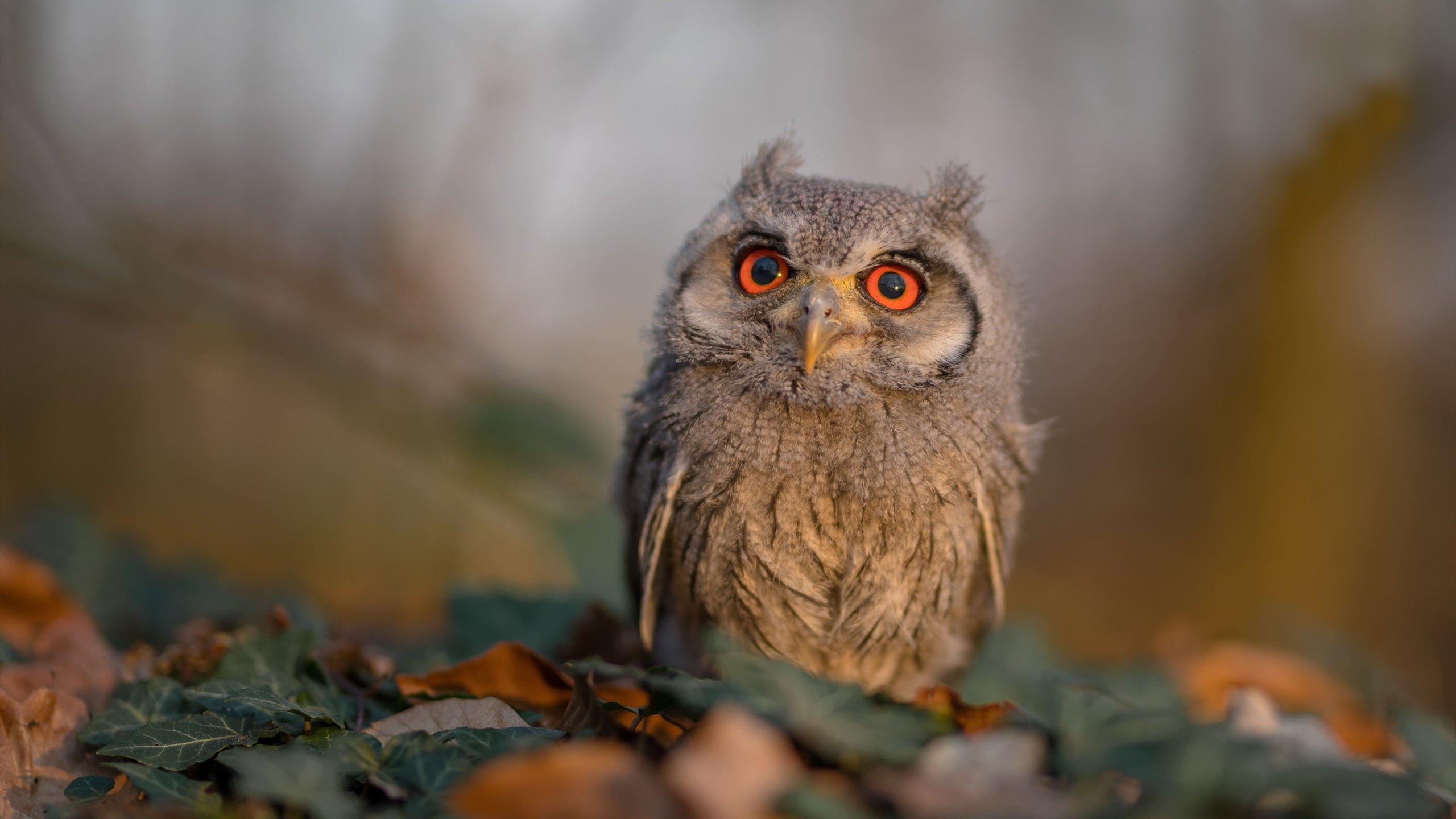 铁闸与洪流，当阿劳霍让对手窒息，里昂的钢铁洪流已冲垮瑞士壁垒