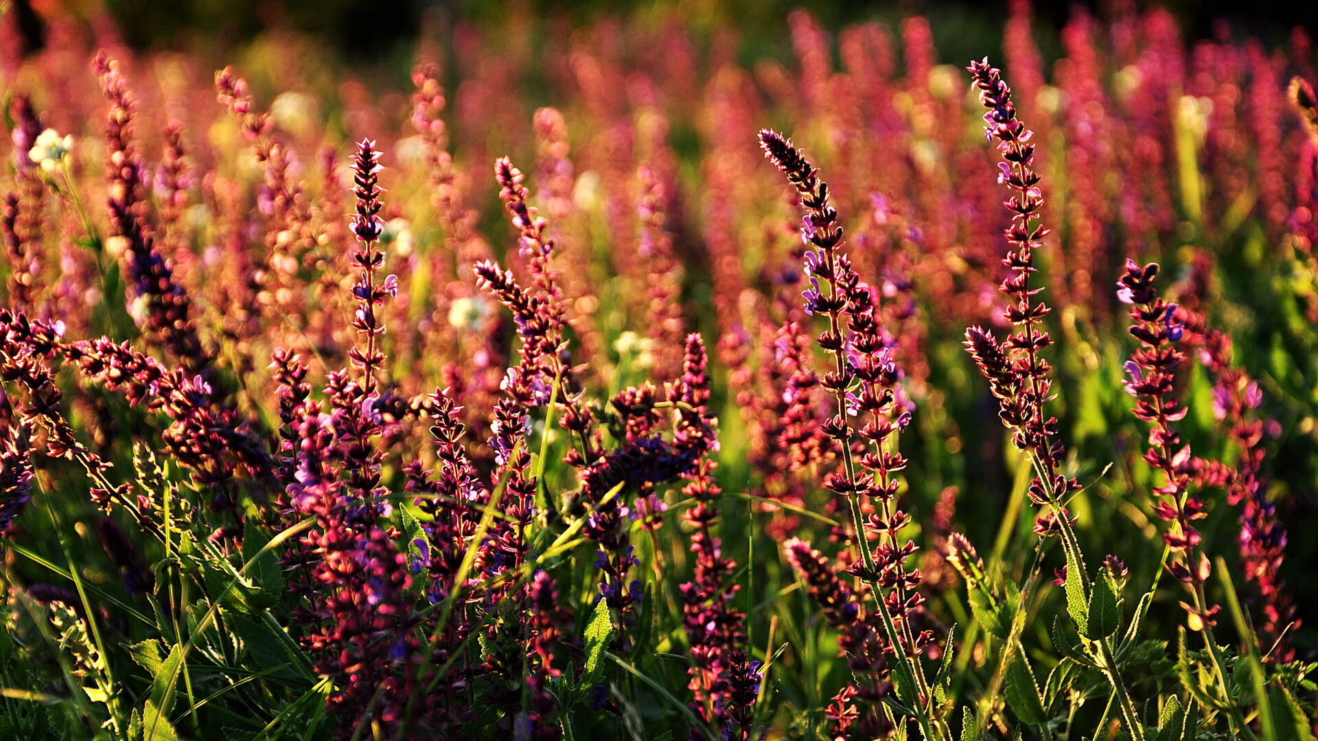 提速！变身！在詹姆斯的节拍器下，黄蜂化身无情速胜机器