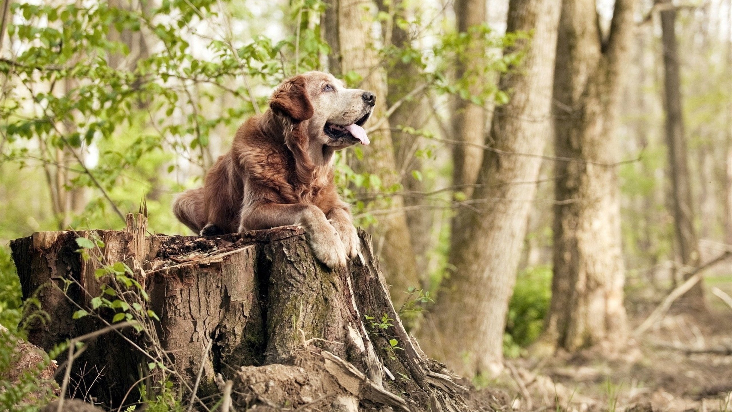 奇才主场狼变羊!单节惊魂20-2!马克西怒吼,这TM就是我的舞台!