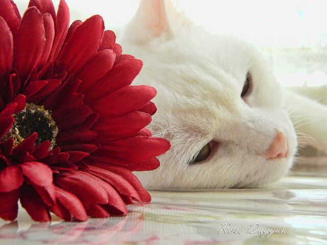 新王当立！魔术紫色洪流冲垮绿军堡垒，文班亚马终成关键先生