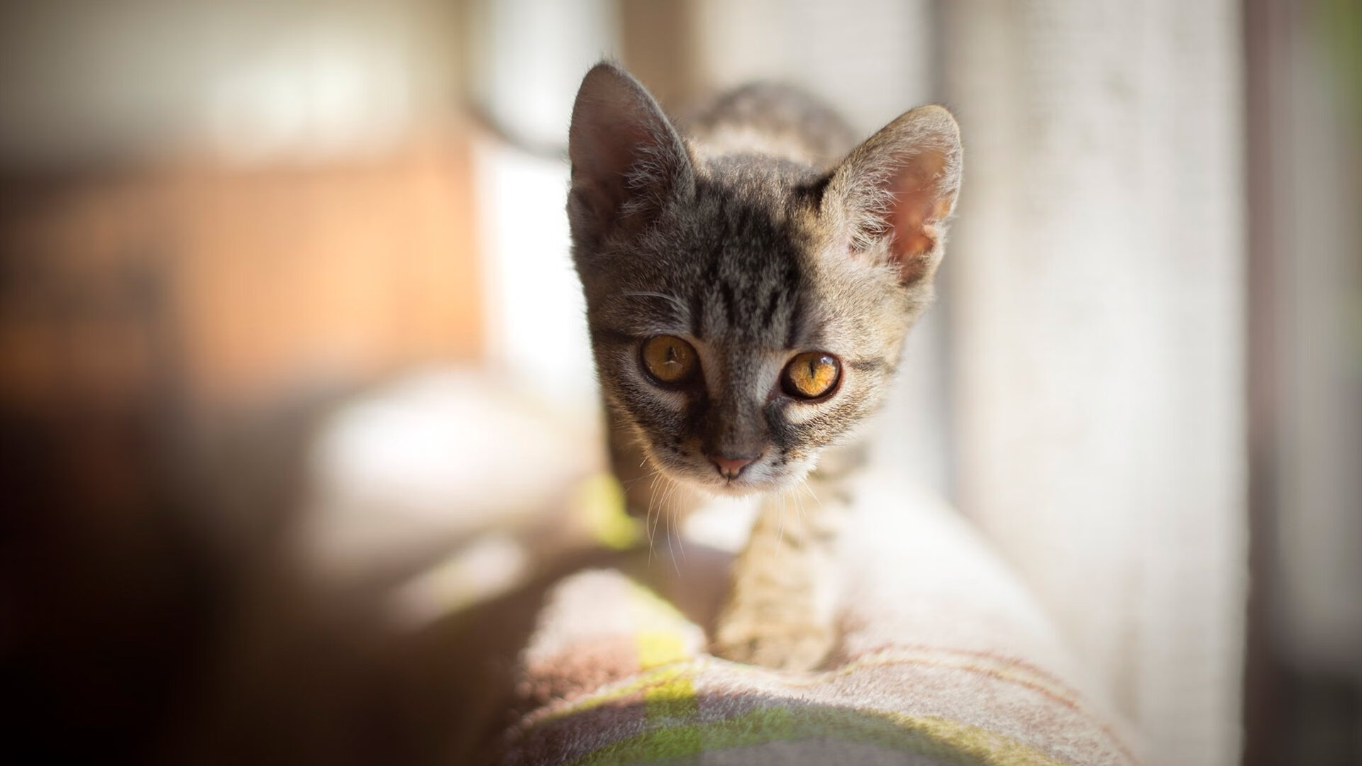 北派密宗，辽宁铁血哲学如何在全球篮球版图刻下东方印记